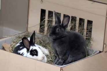 The many poses of bun