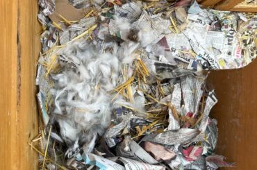 my rabbits were put away for the night (5:00pm - 7:30am) and I wake up to this