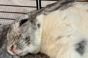 Sleeping in on snow days