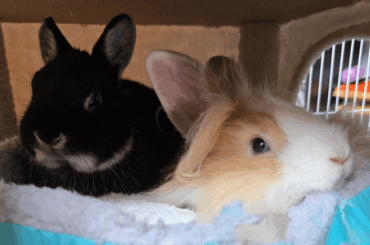 What would you call my bun's color?