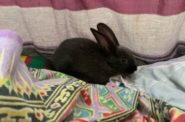 Help me guess the rabbit age