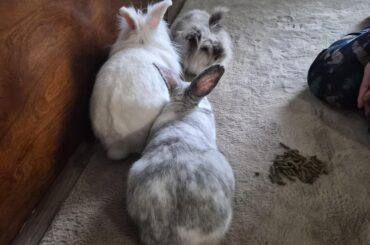 Trying to bond the 3....again