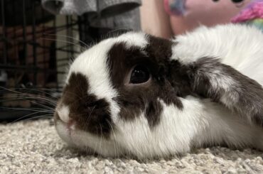 Should I get another rabbit?