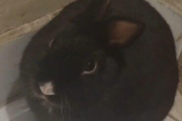 Vet said he too fat and this was his reaction.