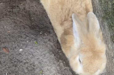 My bunny passed away recently