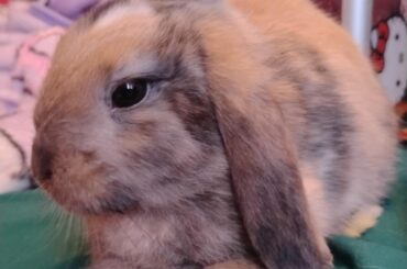 Can't pick her name, options: Mochi, Hazel, Ruby