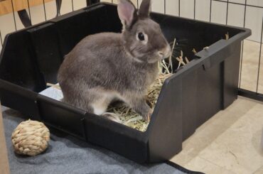 What breed is my bunny?