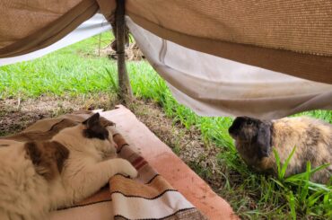 bunny and cat having a good time together :D