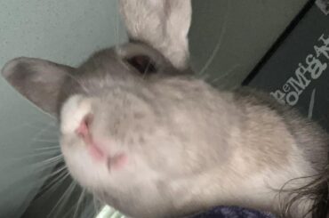 Lurking for treats 👁️🐰