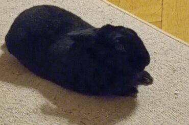 another victim of the ear thief :/