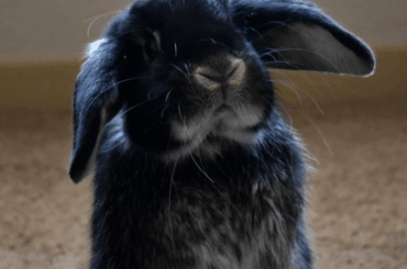 Meet Pippin. He always stands when theres high treat-potential