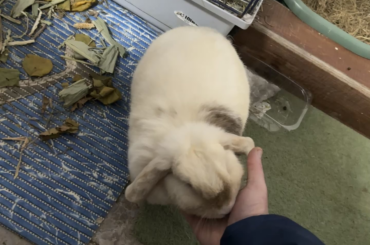 It always loves grooming