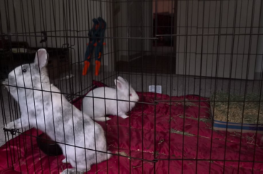 Day 2: No Pulling Just Slaps