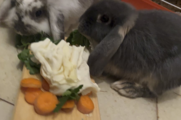 Brother and sister reunited