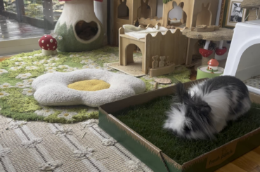 Stanley’s “Fresh Patch “ has arrived …