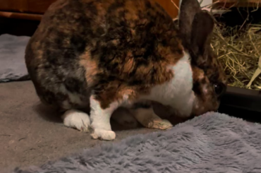 Loki: "this is mine"