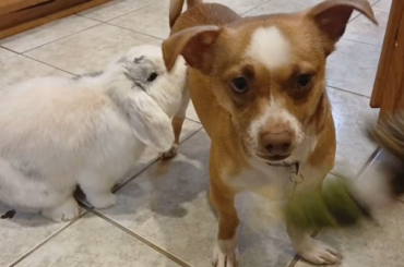 Ghost has made a full recovery!