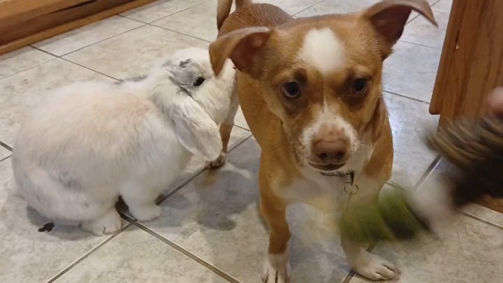 Ghost has made a full recovery!