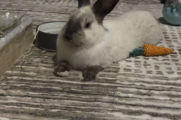 Not sure what to make of this sound..