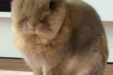 Failed Grooming Attempt