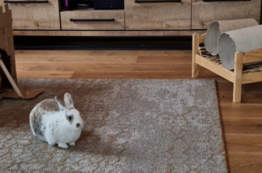 "Don't mind my hubbybunny, please.."