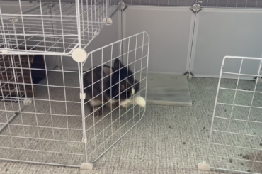 Tiny Mighty - the super strong mastermind