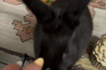 strawberry ASMR from my baby bun