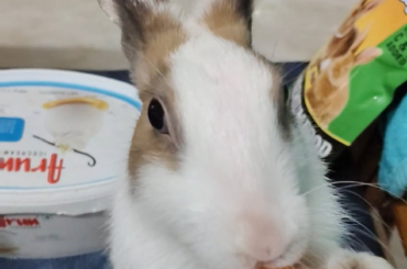Nom nom 🥕