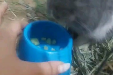 Greedy for vegetables