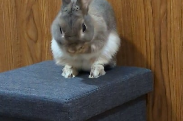 At the request of a few of you. I give you, Weefles face cleaning.