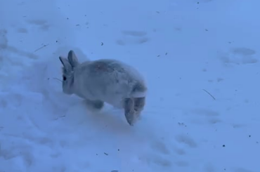 My two ladies exploring in the snow