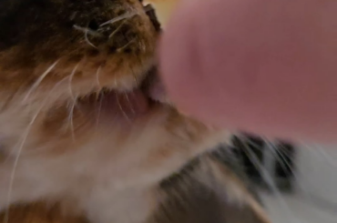 Munch Munch Munch (🔊 for the full experience of wet munching)