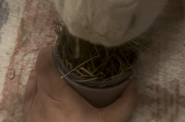 Update on rabbit who gagged eating a tangerine