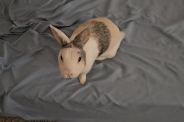 Wesley passed last month at 10 years old. I made this to celebrate her life ❤️