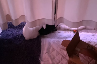 Update ❤️‍🩹temporary separation until spay