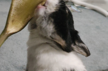 Standing up for banana