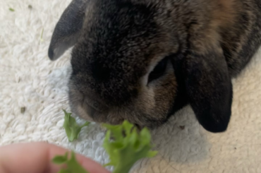 What helped your rescue bunny/ bunnies adjust.