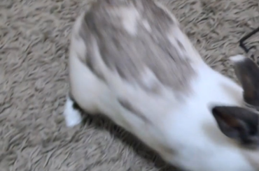 alrighttt chilll, I'll give you that snack🫩