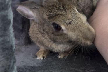 Love when she shoves her head under my hand 🥹🥹