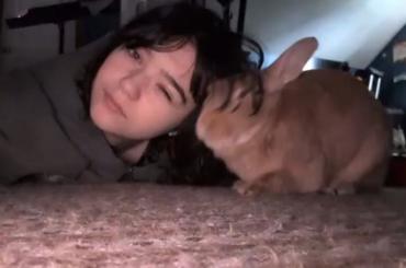 Anyone else's bun like being used as a pillow?