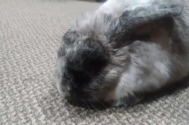 Bun enjoys having her ears jorked off