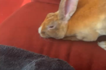 Successful flop from Luffy