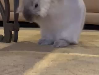 40 seconds of Pixie grooming herself like a polite little lady