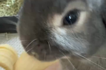 Banana butt is going at it!