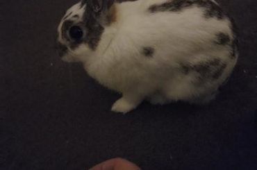 Such a kind and forgiving plum