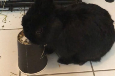 Such good table manners!