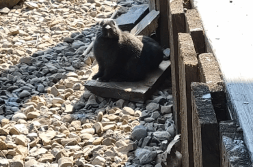 The waggling noses of void floofs are mesmerizing.