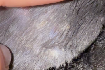 Does anyone else’s rabbits get these crusty ears sometimes ?