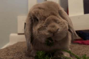 Mouf from my Floof