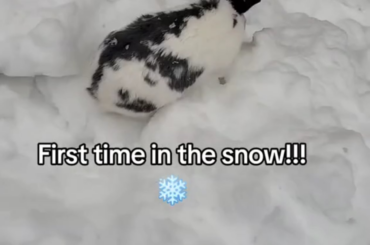 He was in the fluffy snow for total 1 minute. We were afraid he would run away since he was enjoying it a little *too* much. 🥴